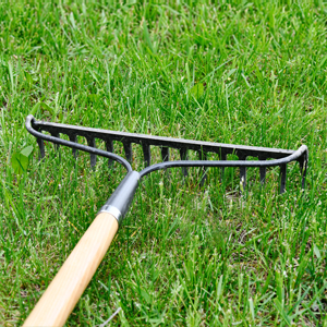 Lawn Rake in Grass | Suburban Lawn & Garden Garden rake resting in healthy green grass for lawn cleanup and seasonal yard care