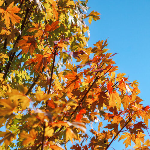 Maple tree with golden orange autumn leaves against a bright blue sky.