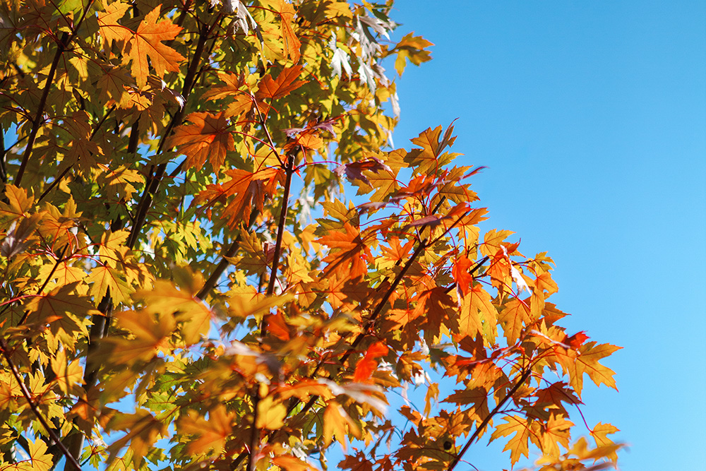 Maple tree with golden orange autumn leaves against a bright blue sky.