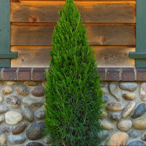 Upright juniper evergreen shrub with dense green foliage for foundation planting and landscape structure