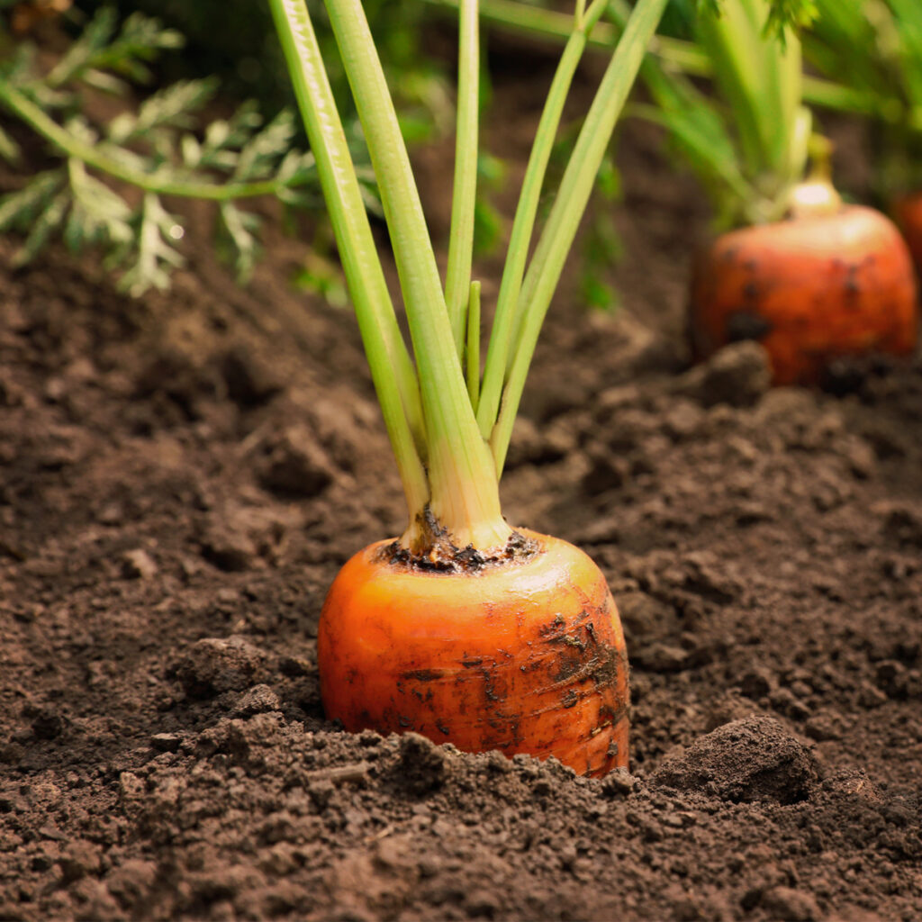 Carrots growing in loose garden soil with green tops in a sunny vegetable garden.