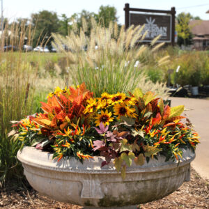 Fall container garden with ornamental grasses croton black eyed susans peppers and trailing foliage