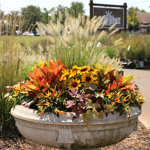 Fall plants at storefront