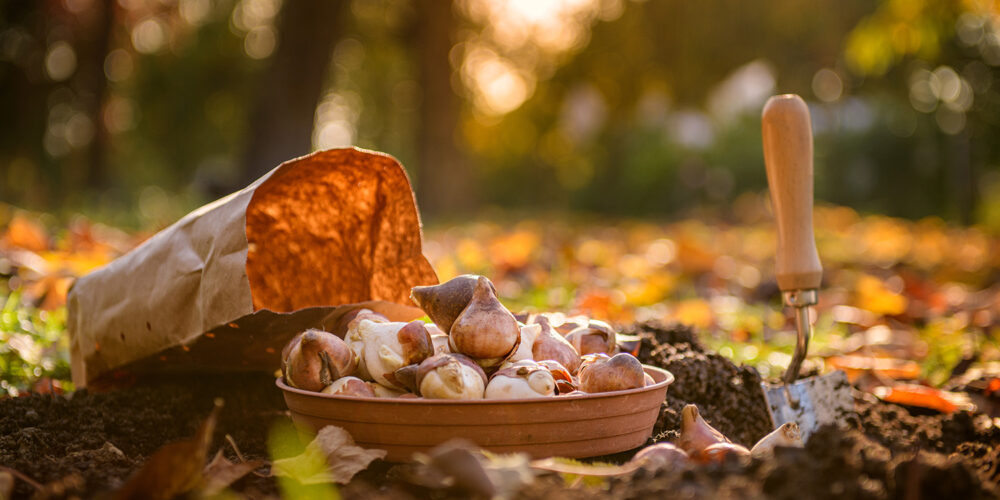 Spring flower bulbs, soil, and a hand trowel ready for fall planting.