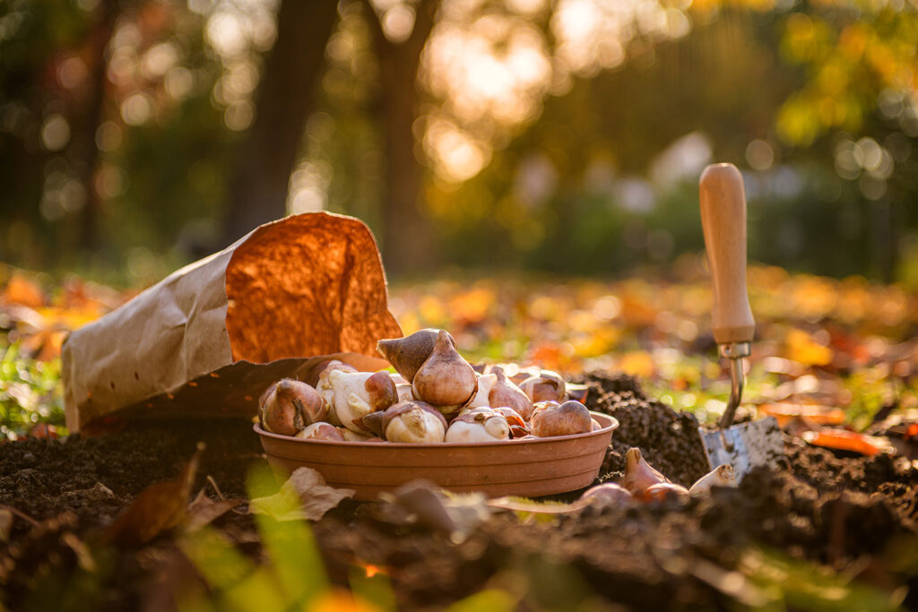 Spring flower bulbs, soil, and a hand trowel ready for fall planting.