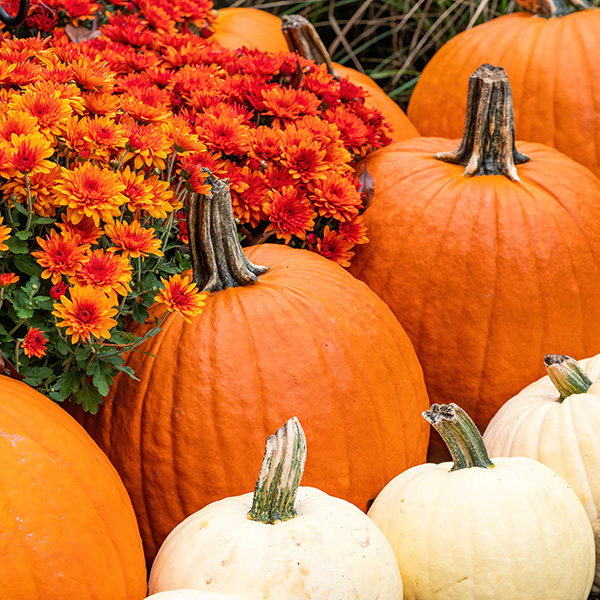 Create a Beautiful Fall Display with Mums, Pumpkins, and Gourds