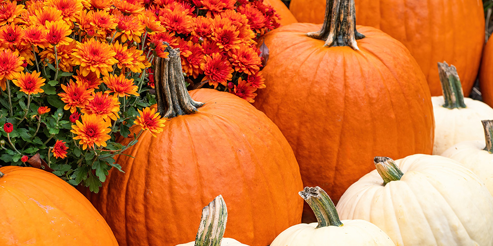 FallDisplay_Pumpkin-Mums_421270690 #image_title