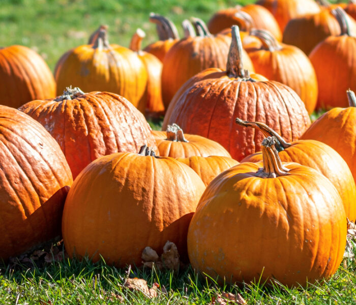 October Fall Fest Pumpkins