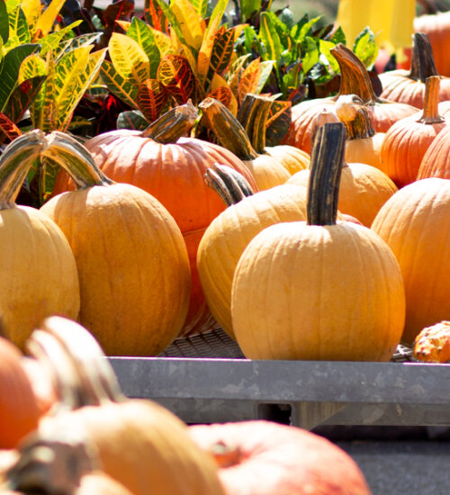 Rows of pale orange and yellow pumpkins with curled stems displayed on a metal cart at a fall festival in October