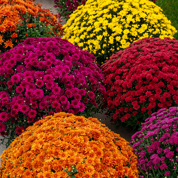 Colorful fall mums in orange, yellow, red, and magenta blooming in a garden center display.