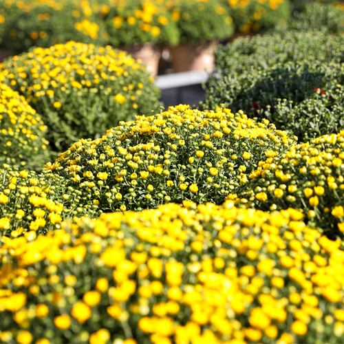 Yellow Chrysanthemums