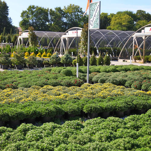 Rows of Chrysanthemums