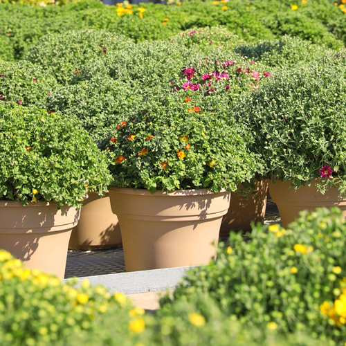 Multi-Color Chrysanthemums