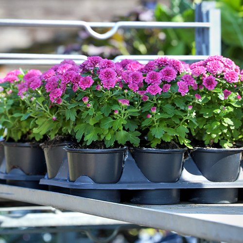 Pink Chrysanthemums