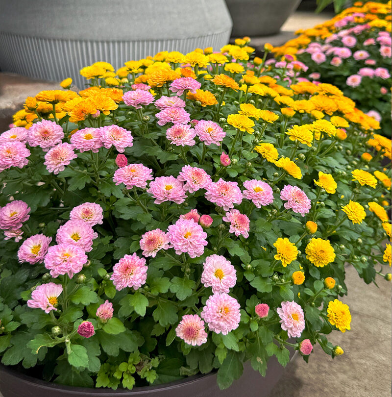 Multi-Color Chrysanthemums