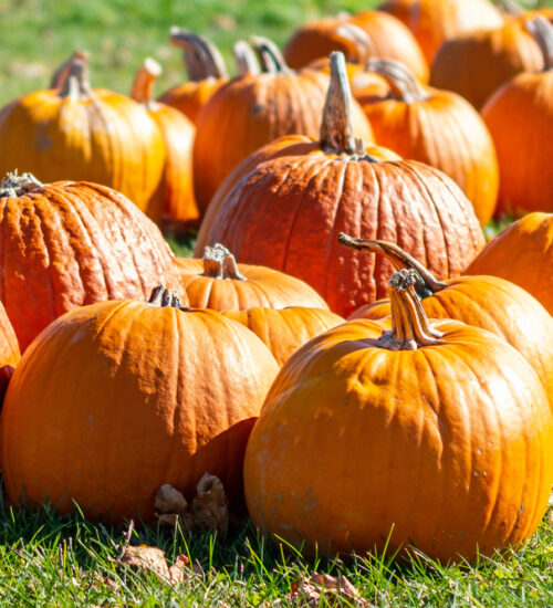 October Fall Fest Pumpkins