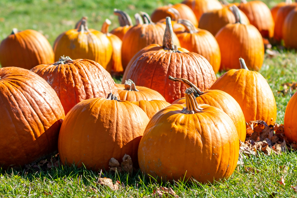 October fall fest pumpkins