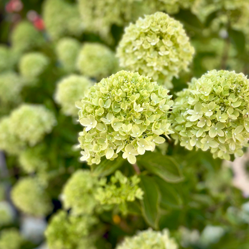 Little Lime® Panicle Hydrangea