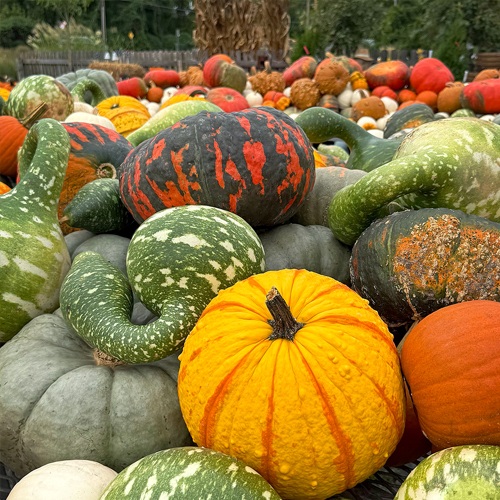 Pumpkins & Gourds