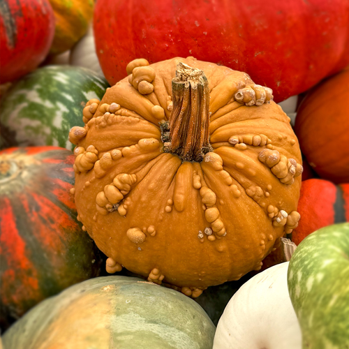 Pumpkins, Squash, & Gourds