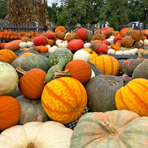 Pumpkins & Gourds
