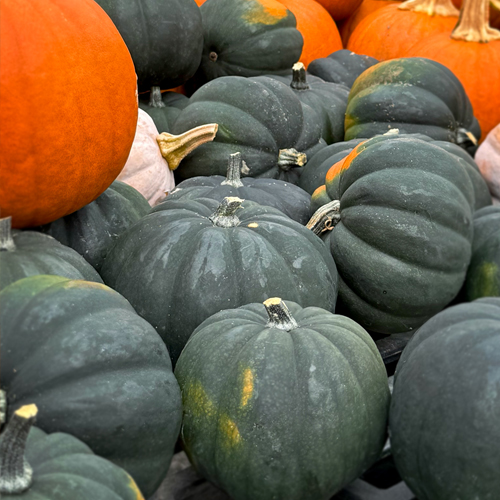 Pumpkins & Squash
