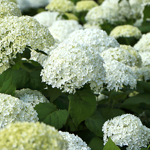 White Hydrangea arborescens