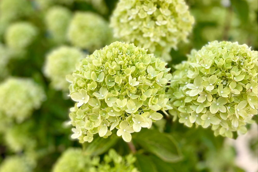Little Lime® Panicle Hydrangea