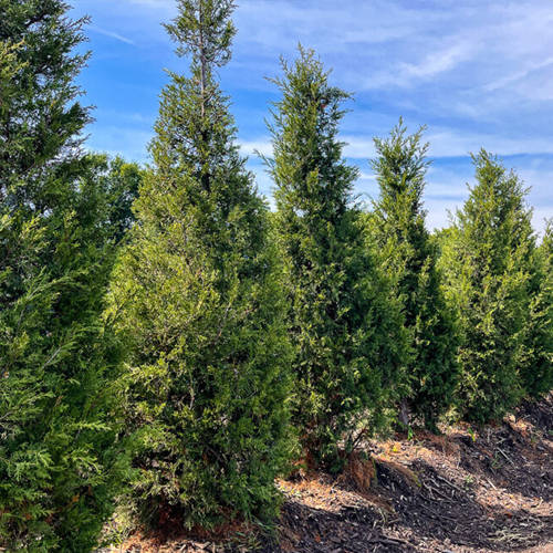 Tall green junipers planted in a row for evergreen privacy screening and landscape structure.