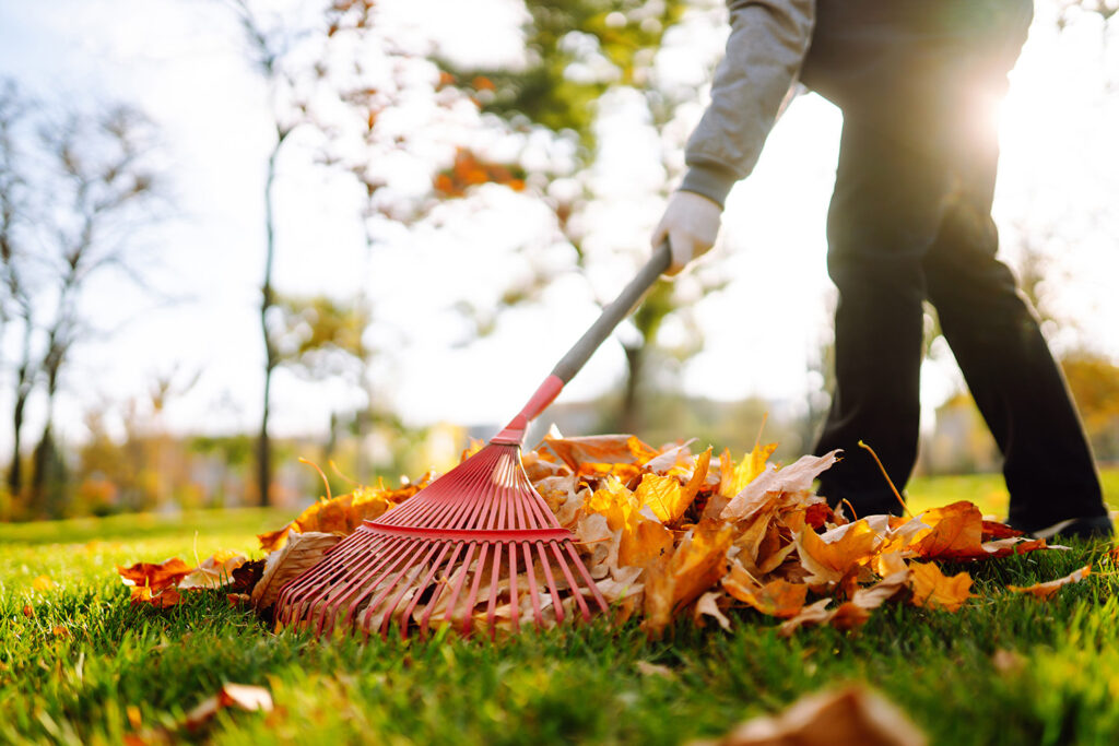 Fall Yard Cleanup: What to Do Now and What Can Wait