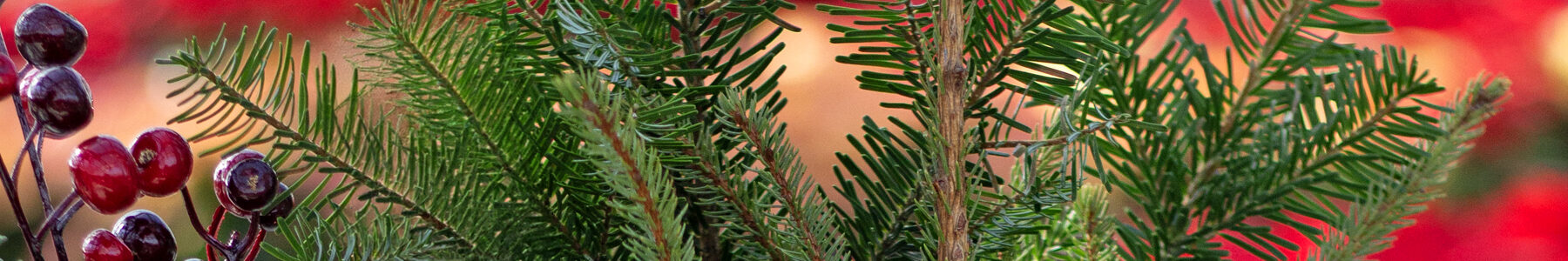 Holiday Container Workshops: Evergreen and Berry Arrangements Evergreen branches and red berries in a holiday container arrangement