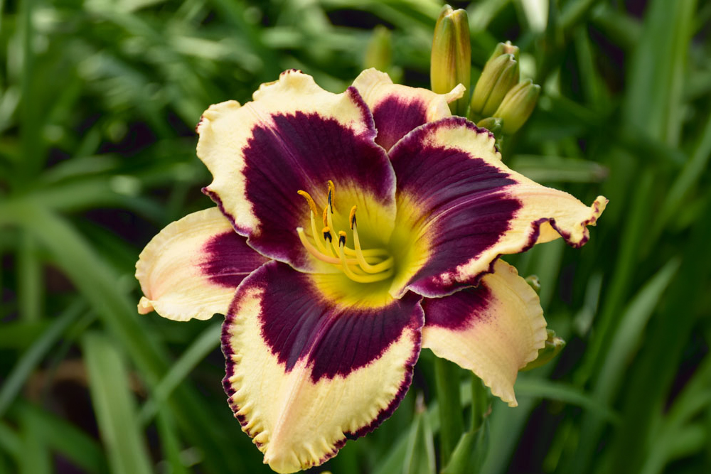 Daylily