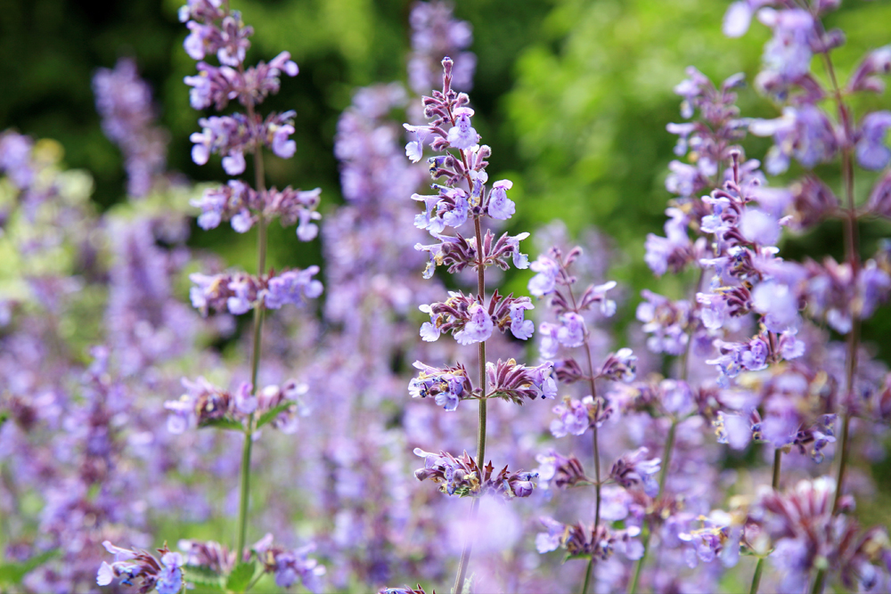 Catmint (Nepeta)